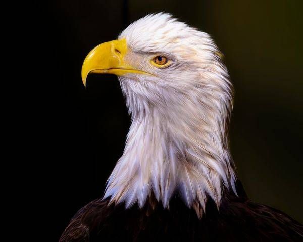 North America Birds