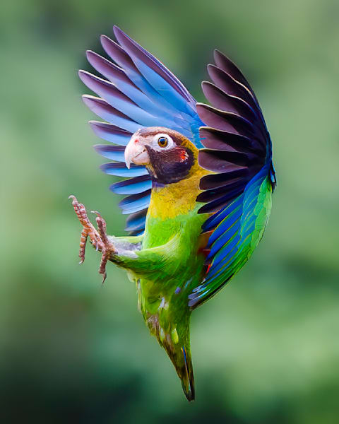 Wildlife