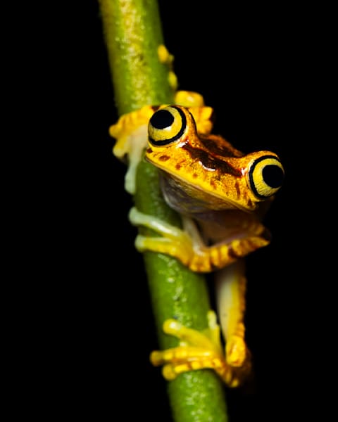Macro