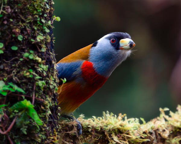 Birds of the Tropical Rainforest