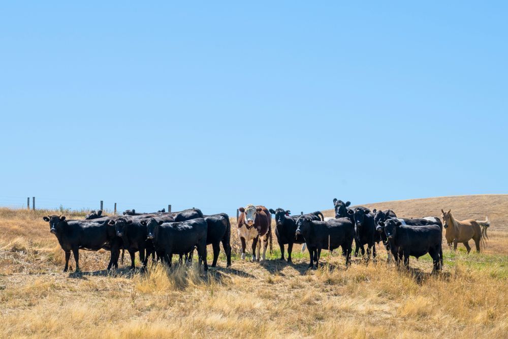 Cattle Call Photography Art | Judd Sather Photography