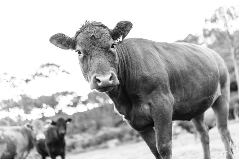 Onlookers Photography Art | Judd Sather Photography