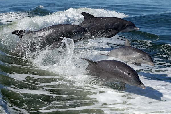 Wildlife