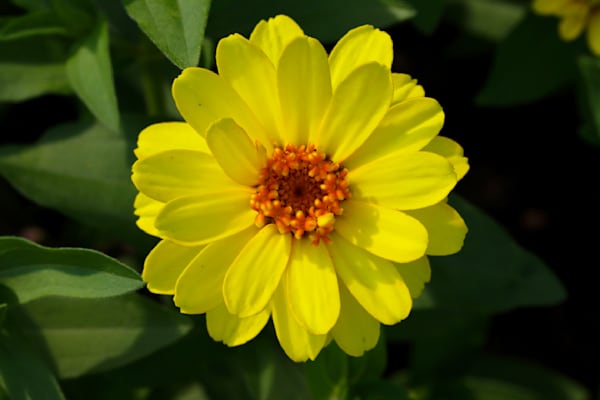 Flower Sampler 1