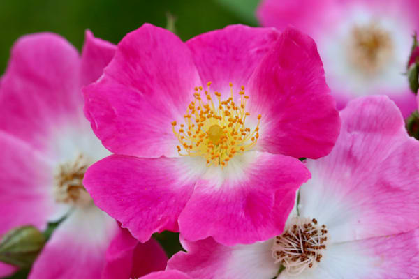 Flower Sampler 2