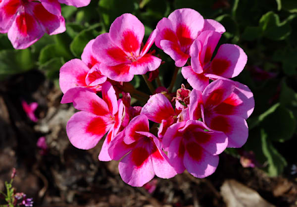 Flower Sampler 3