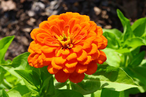 Flower Sampler 4