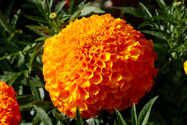 Flower Sampler 5