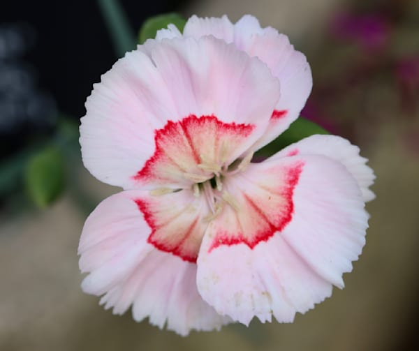 Flower Sampler 7