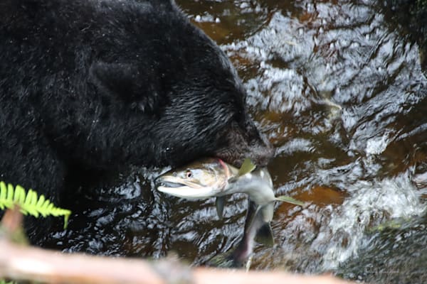 Dall Black Bear- Alaska-3