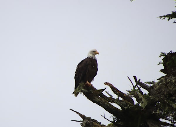 Eagle In Tree