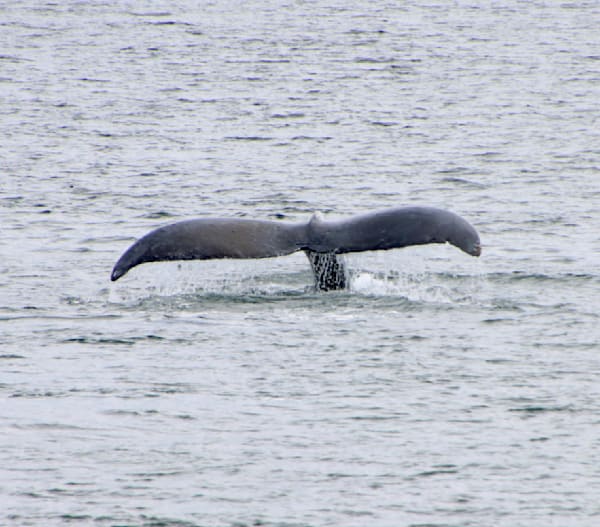 Humback Whale Tail