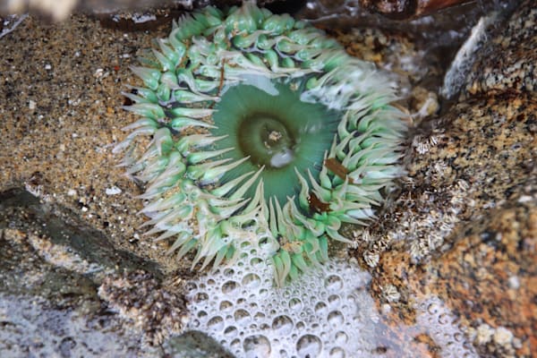 Sea Anemone