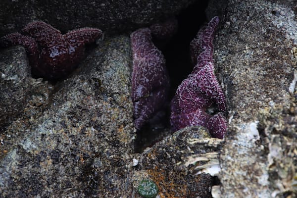 Sea Star- 2