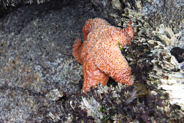 Sea Star -1