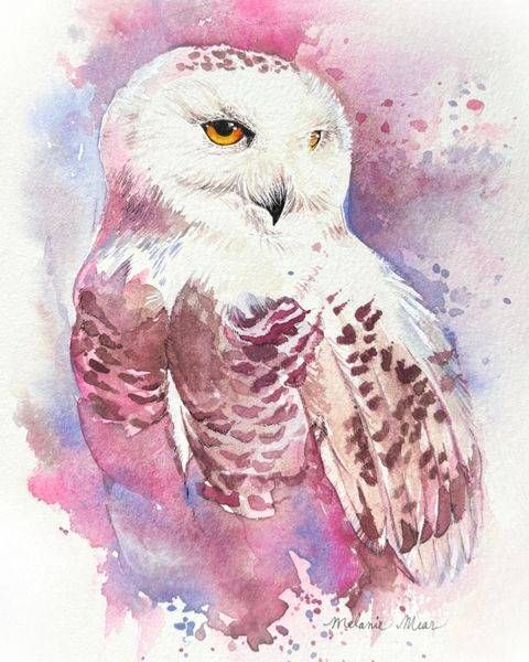 Snowy Owl