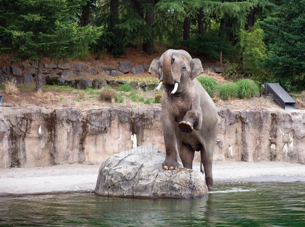 Wildlife