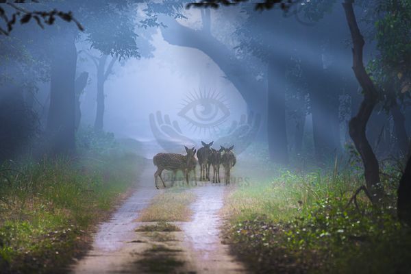 Wildlife