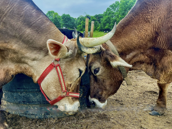 Animals