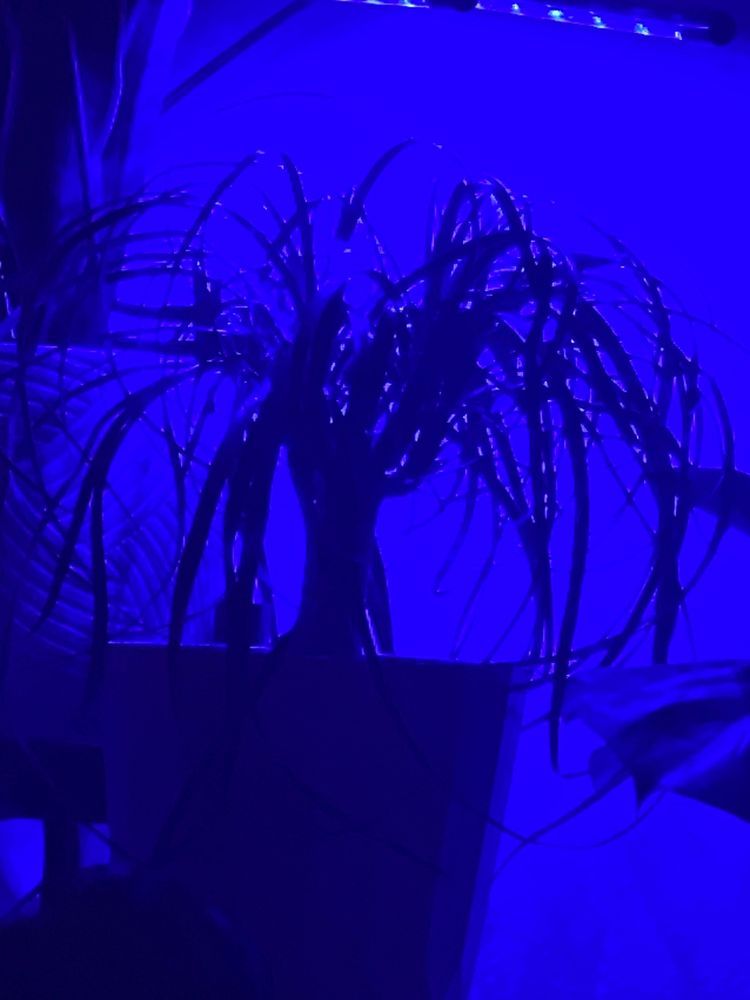 Floral Arrangements