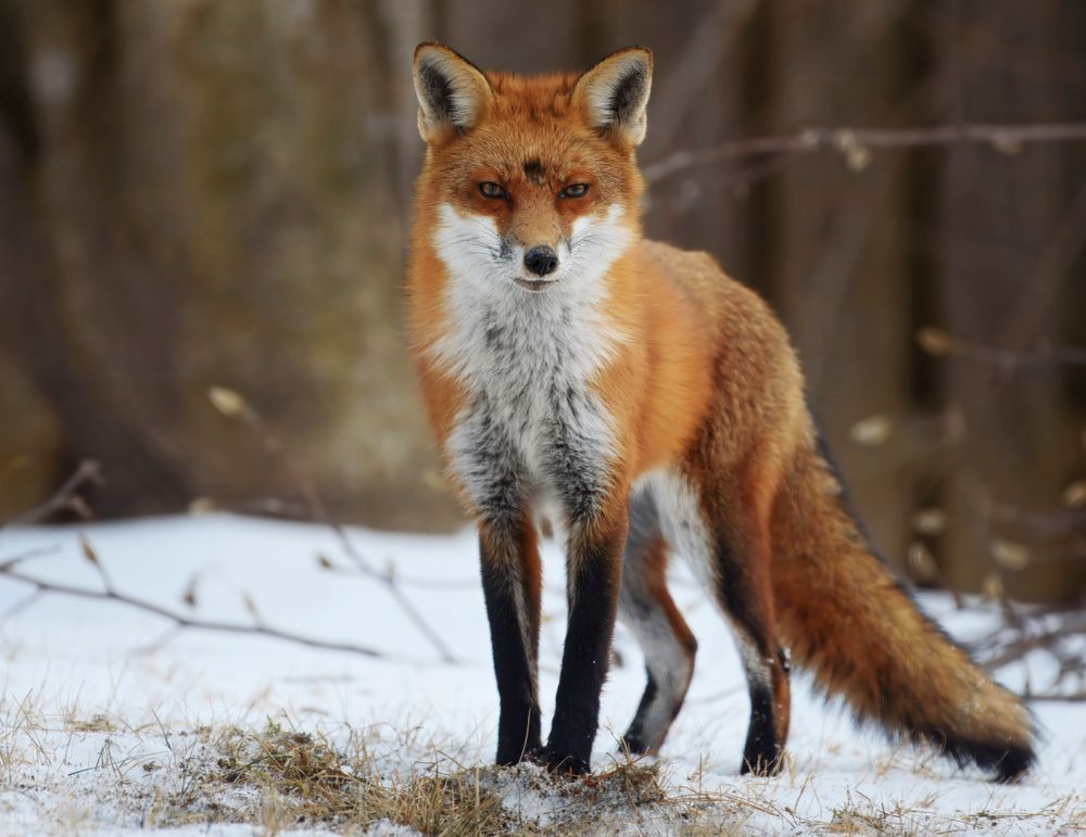 Winter Fox Photography Art | Uncharted