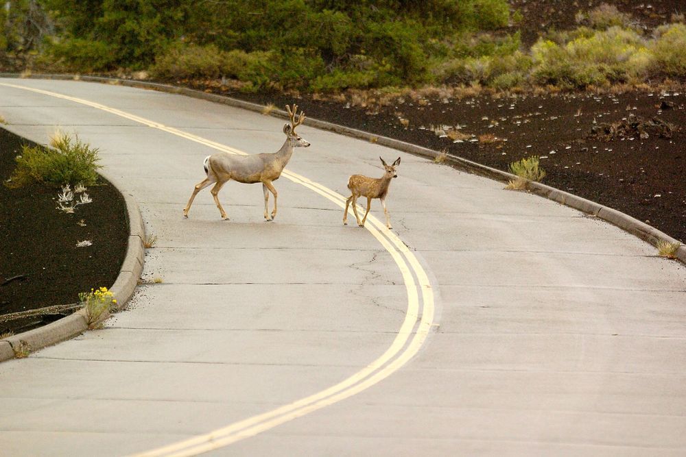 Craters of the Moon Deer