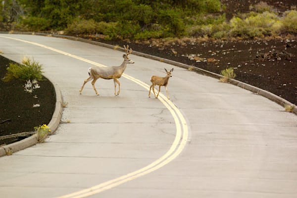 Craters of the Moon Deer