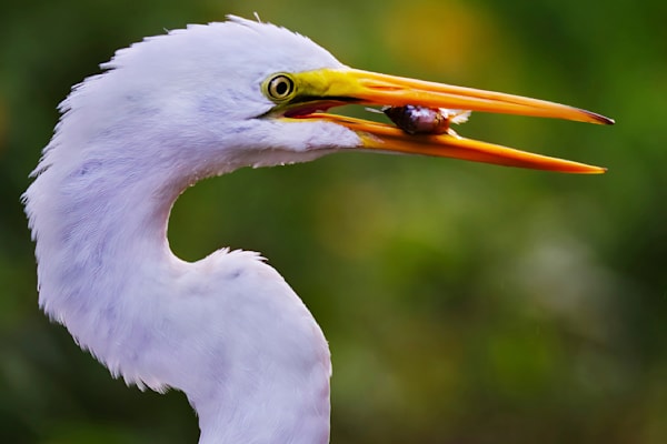 Great Egret Gobbles Fish