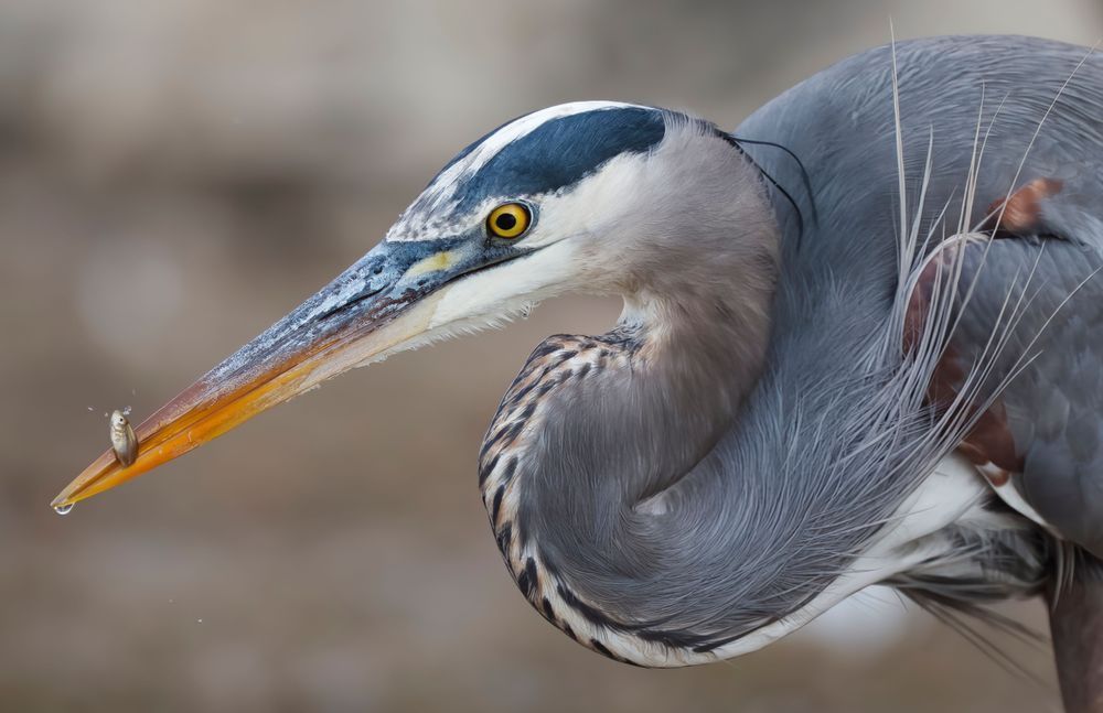 Great Blue Heron Hunter