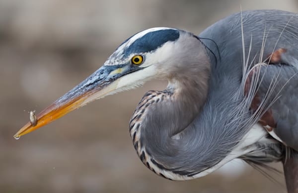 Great Blue Heron Hunter