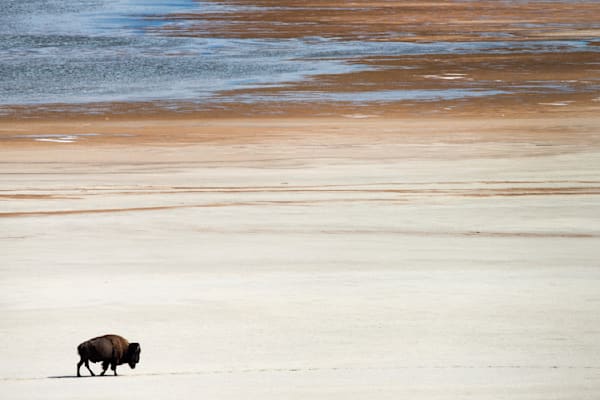 Great Salt Lake Bison