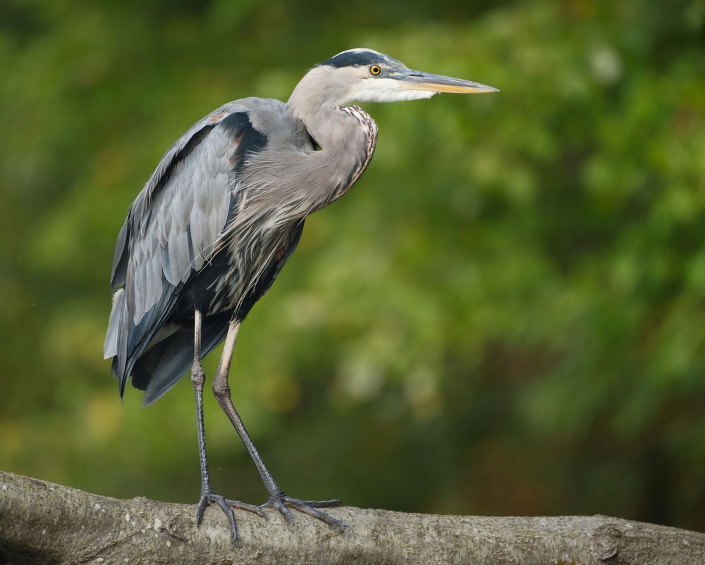 Great Blue Heron Marsh Creek Pennsylvania
