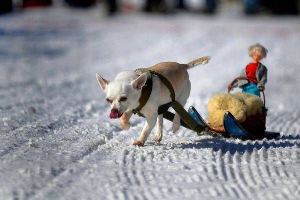 Dog Derby Chihuahua