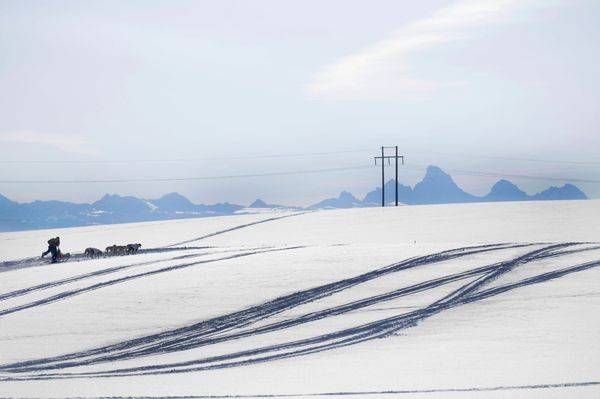 Dog Sled Race