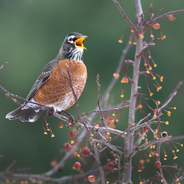 Chirping Robin