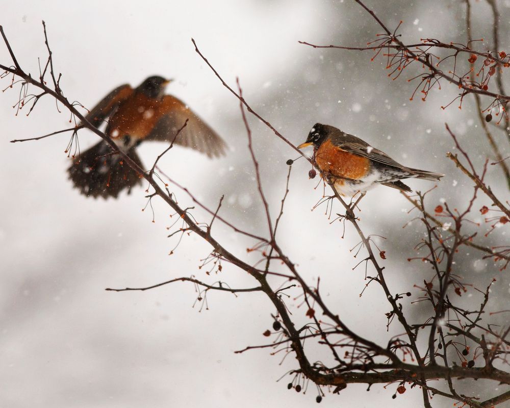 Winter Snow Robins
