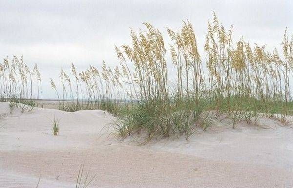 Sea Oats Photography Art | John Grogan, Photography