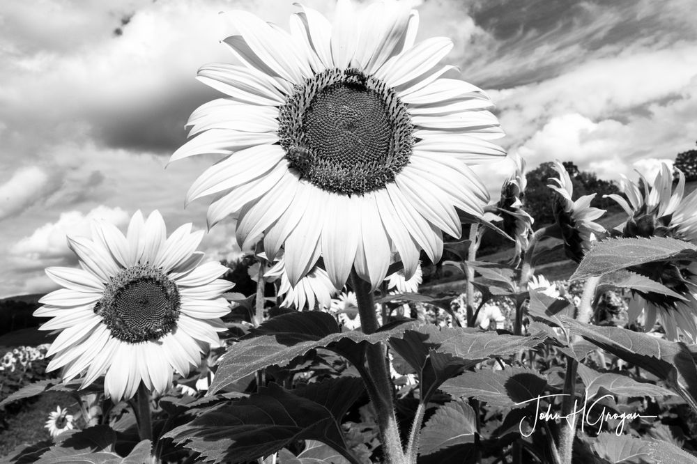 Sun Greeters Photography Art | John Grogan, Photography
