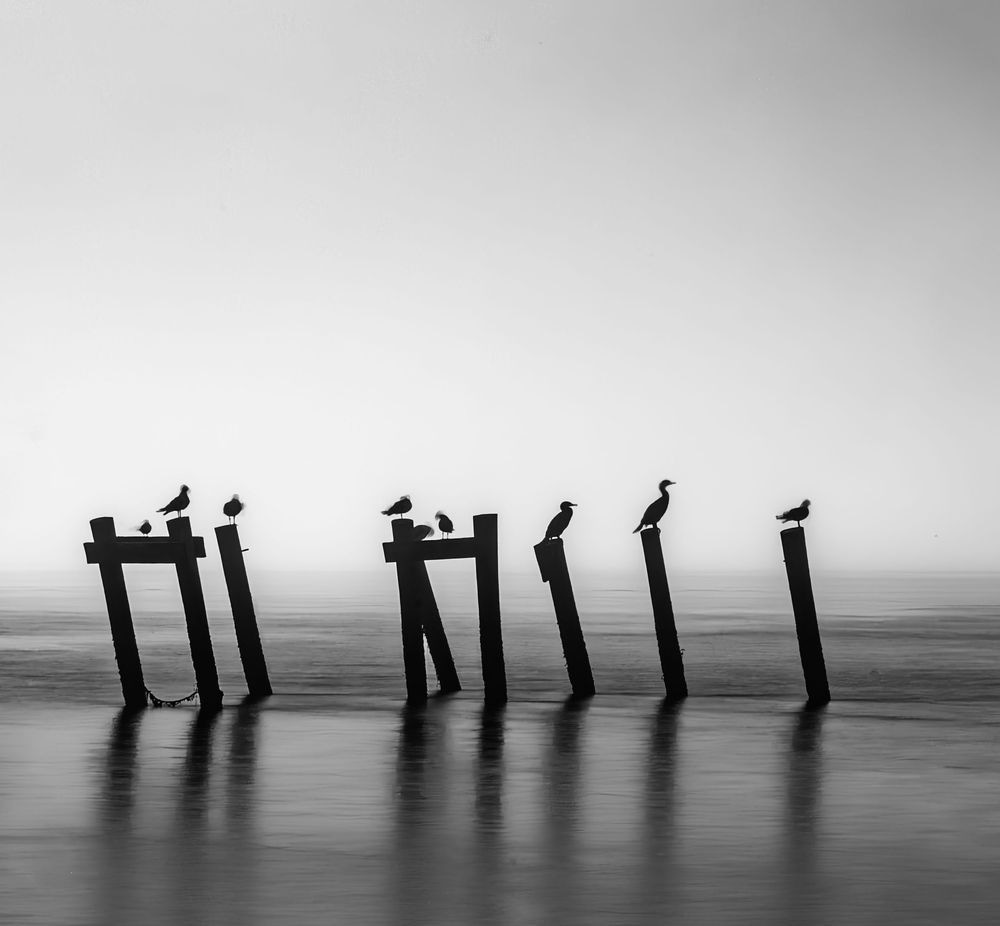 Black and White Seabirds on Pilings Photography | Minimalist Coastal Wall Art | 910Photography
