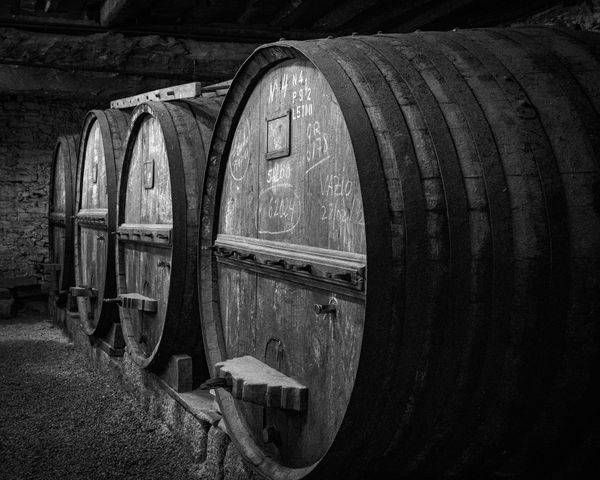 Lineage of the Vine Monochrome Print | 910Photography