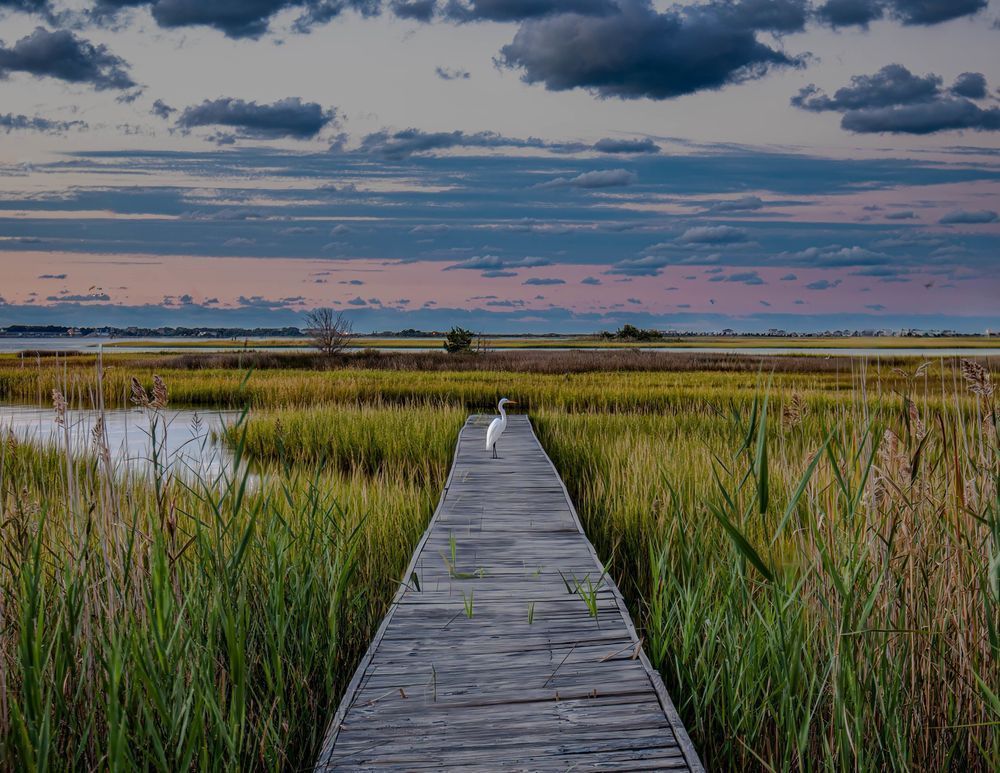 Tranquil Pathway through the Wetlands – Southport NC Boardwalk and Egret | 910Photography