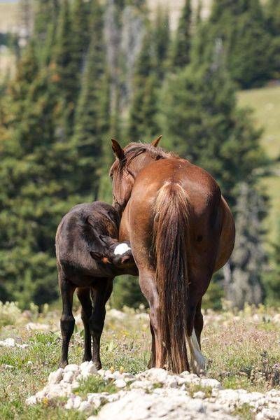 Wild Horses of the Pryor Mountains