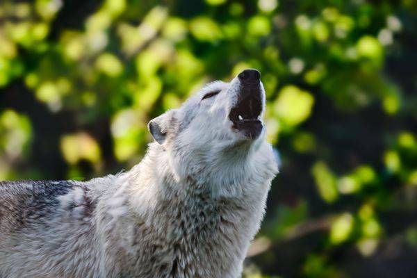 Wolves of The Wolf Park 