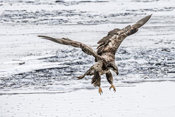 Eagle and other Bird Photography 