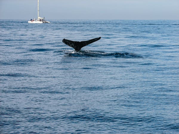 Wildlife Photography 