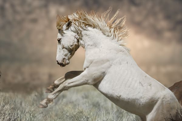 Wild Horses near Mono Lake, CA