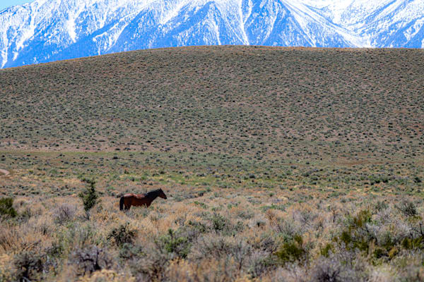 Wild Horses of the Pine Nut Mountains 