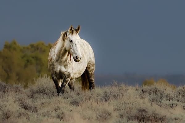 Wild Horses of Sand Wash Basin
