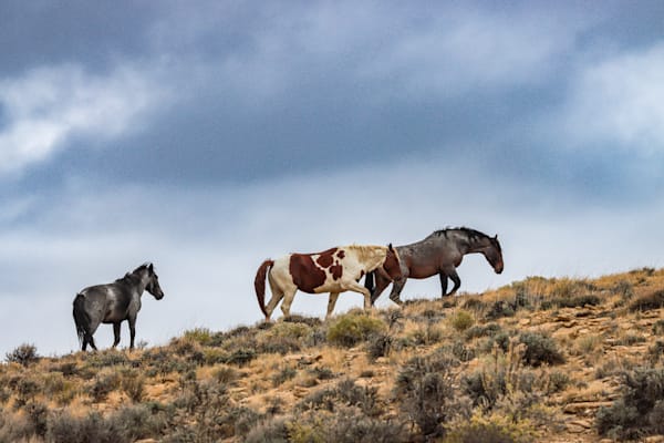 Wild Horses of Salt Wells Creek