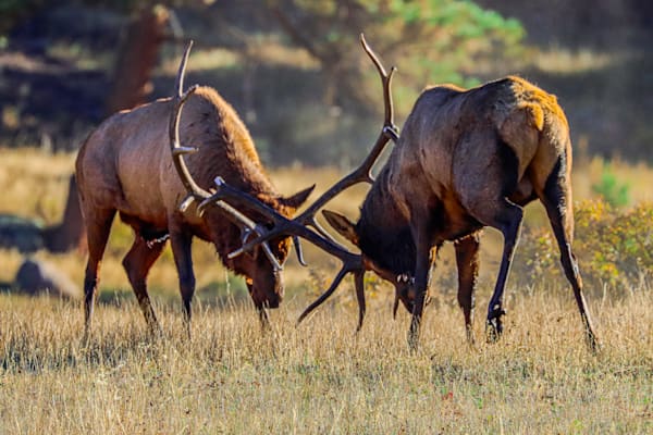 Wildlife Photography 